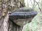 Parázstapló (Phellinus igniarius), Pilis